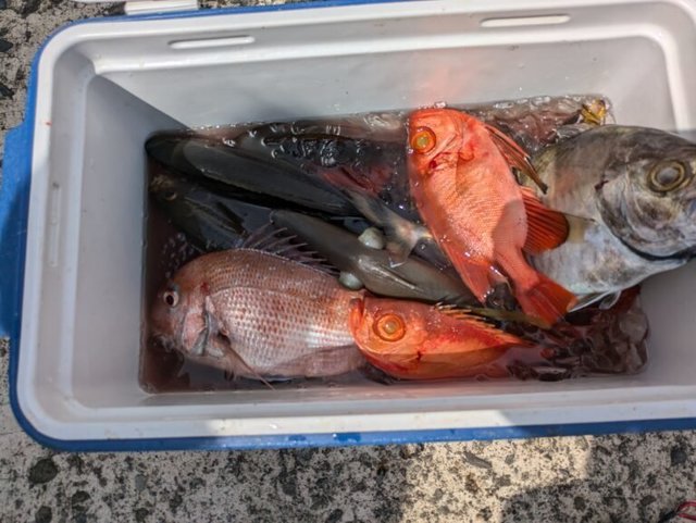 マダイ・カイワリ・キントキ(チカメキントキ)