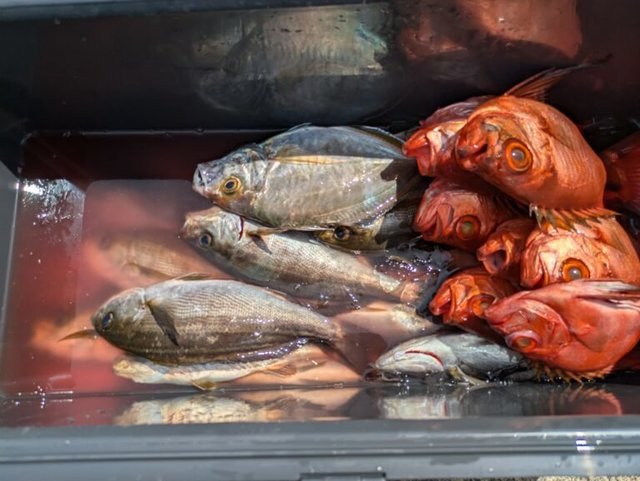 カイワリ・イサキ・キントキ(チカメキントキ)