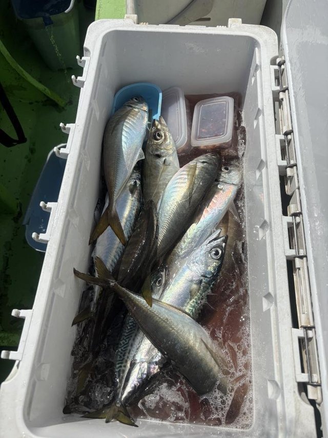 アジ(マアジ)・ゴマサバ