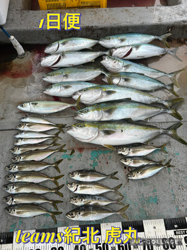 アジ(マアジ)・ハマチ(ブリ)・メジロ(ブリ)・マサバ