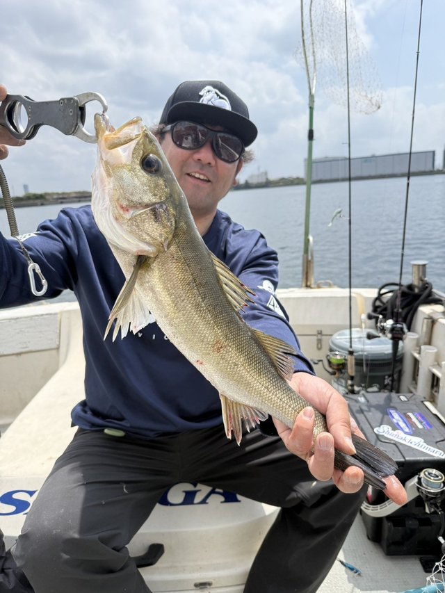 シーバス(スズキ)