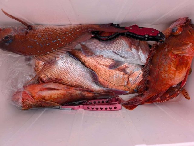 マダイ・カサゴ