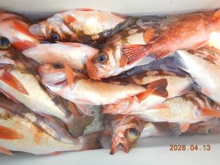 オキメバル(ウスメバル)