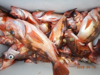 オキメバル(ウスメバル)