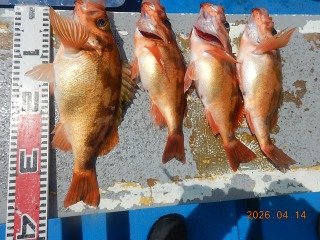 オキメバル(ウスメバル)