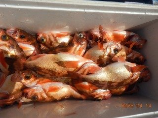 オキメバル(ウスメバル)