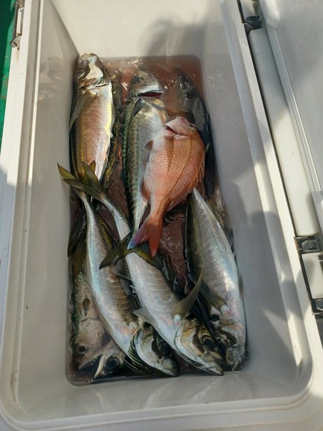 マダイ・アジ(マアジ)・サバ(ゴマサバ)