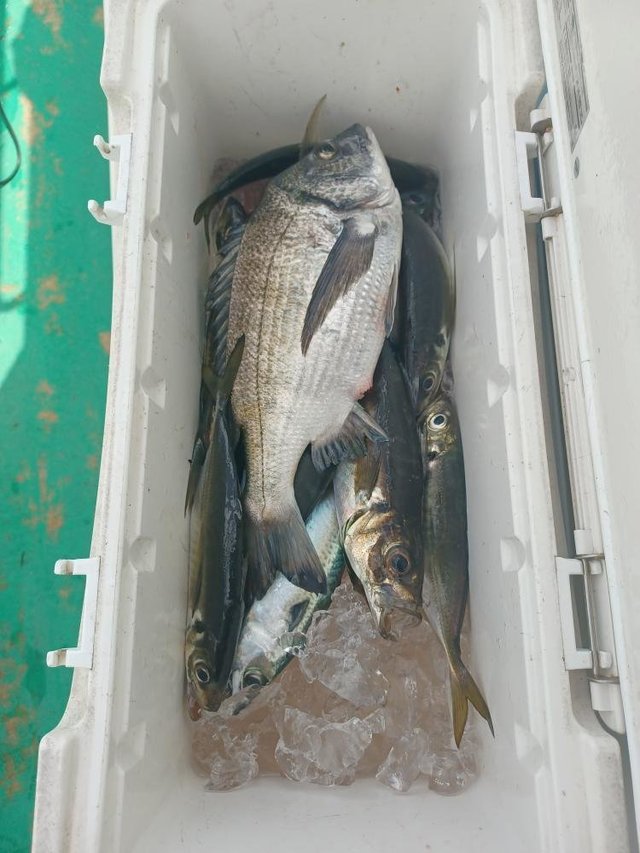 クロダイ・アジ(マアジ)・サバ(ゴマサバ)