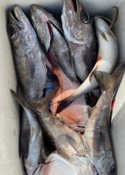 マダイ・クロムツ