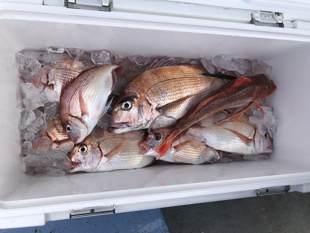 マダイ・ハナダイ(チダイ)・ホウボウ