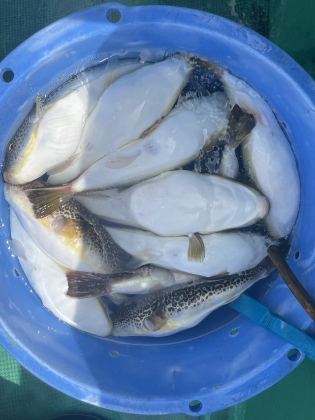 ショウサイフグ