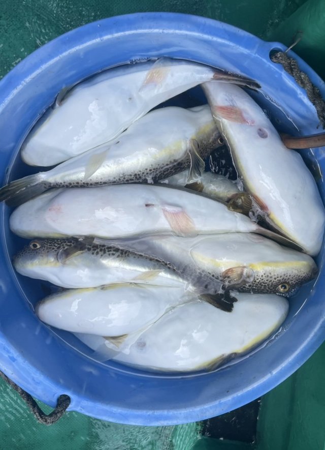 ショウサイフグ