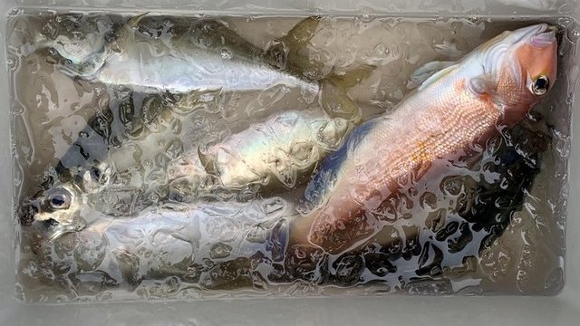 アジ(マアジ)