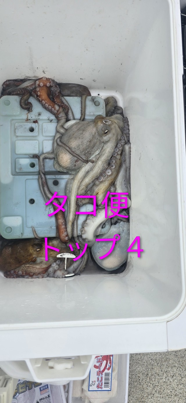 タコ(マダコ)