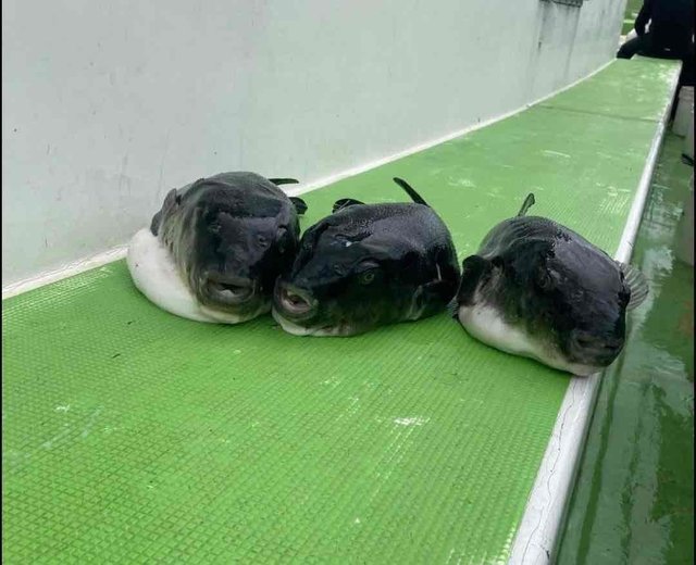 トラフグ