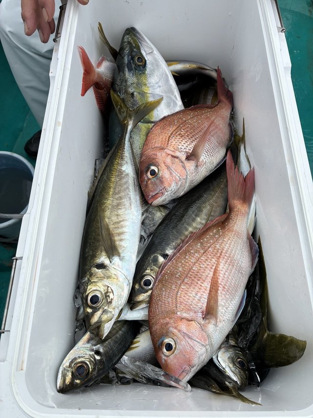 マダイ・マアジ