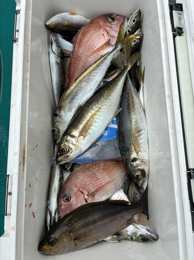 マダイ・マアジ