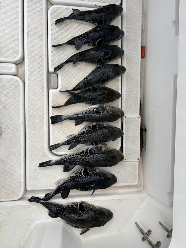 トラフグの釣果写真