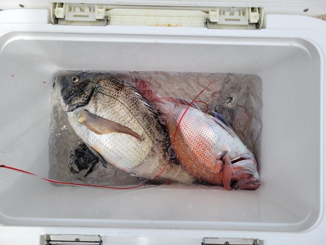 マダイ・クロダイ