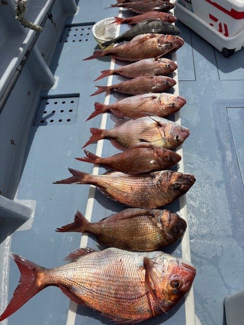 マダイ・クロダイ