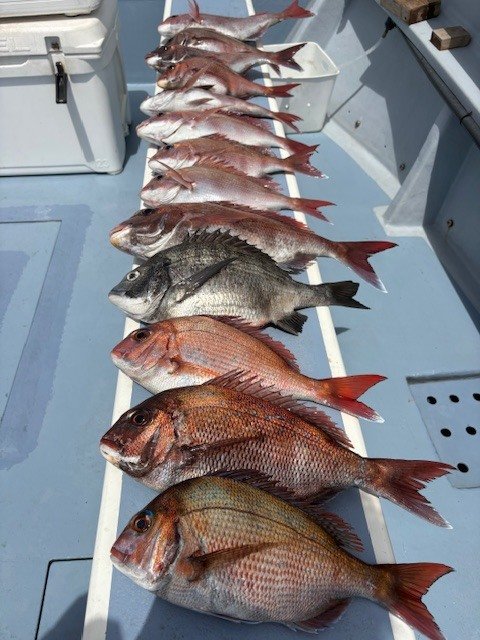 マダイ・クロダイ