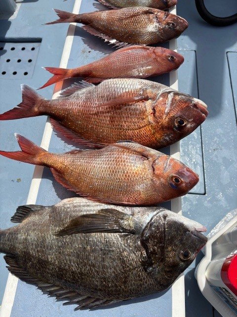 マダイ・クロダイ