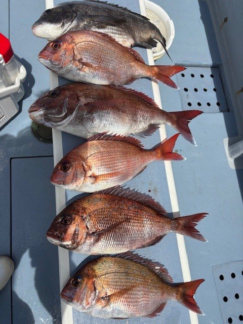 マダイ・クロダイ