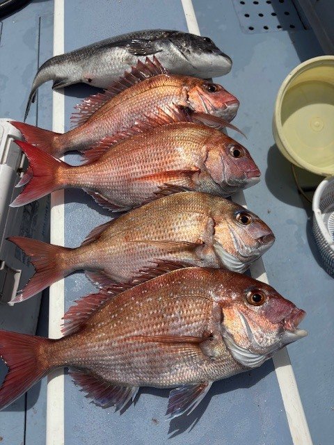 マダイ・クロダイ