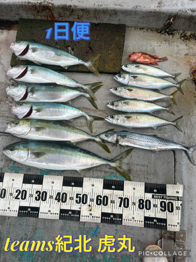 ハマチ(ブリ)・メジロ(ブリ)・マサバ・サゴシ(サワラ)・ガシラ(カサゴ)