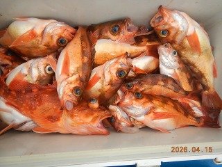 オキメバル(ウスメバル)