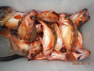 オキメバル(ウスメバル)