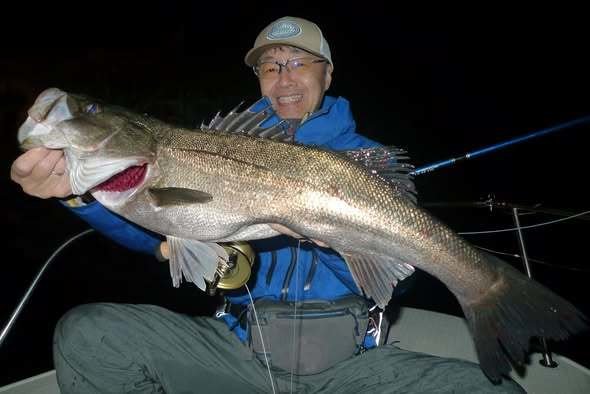 シーバス(スズキ)