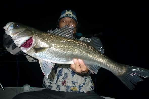 シーバス(スズキ)