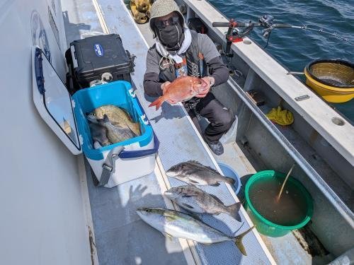 マダイ・クロダイ・イナダ(ブリ)