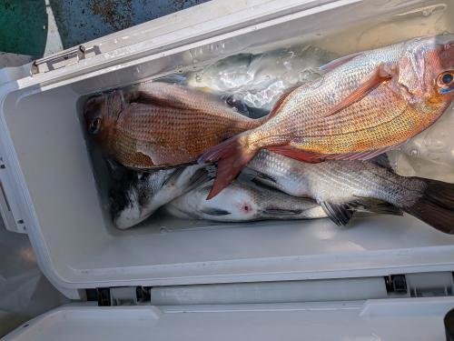 マダイ・クロダイ