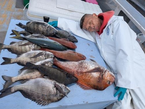 マダイ・クロダイ・イナダ(ブリ)