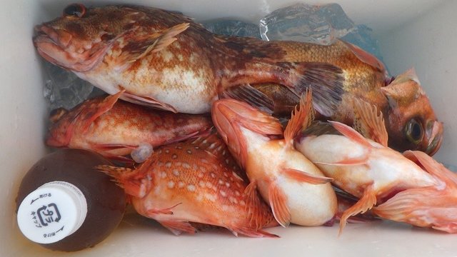 ウッカリカサゴ・オキメバル(ウスメバル)