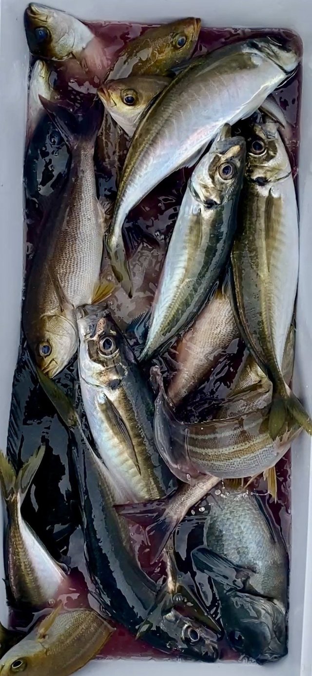 メジナ・アジ(マアジ)・イサキ