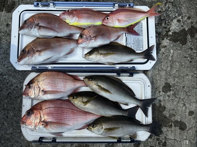 マダイ・イサキ・イトヨリ(イトヨリダイ)