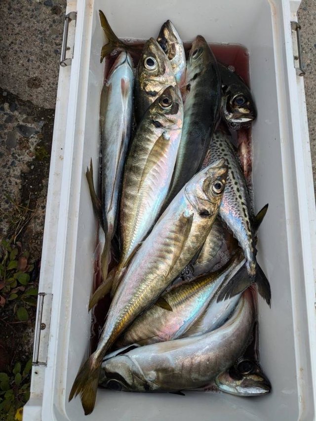 アジ(マアジ)・サバ(ゴマサバ)