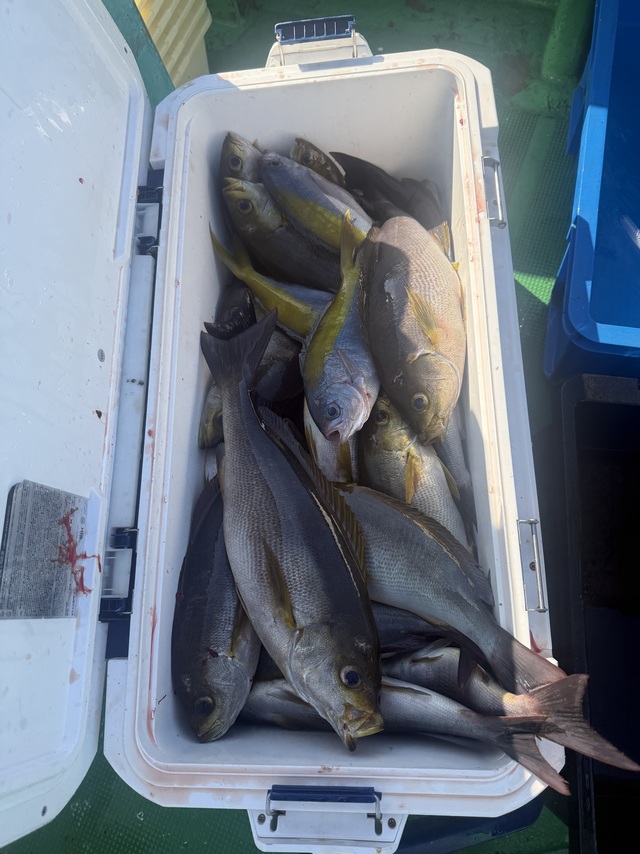 イサギ(イサキ)