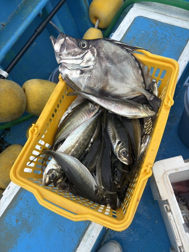 アジ(マアジ)・カガミダイ