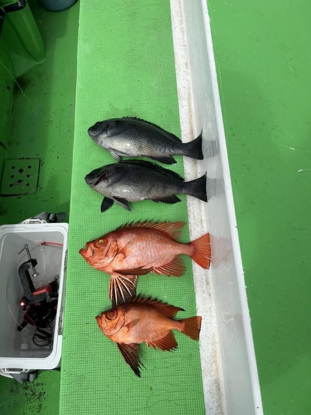 メジナ・キントキ(チカメキントキ)