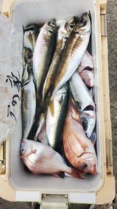 ハナダイ(チダイ)・アジ(マアジ)