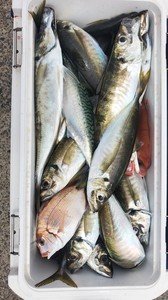 ハナダイ(チダイ)・アジ(マアジ)