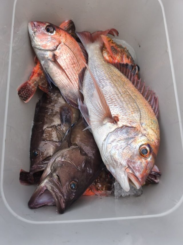 マダイ・マハタ・カサゴ