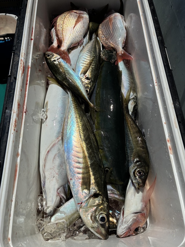 マダイ・マアジ・ブリ