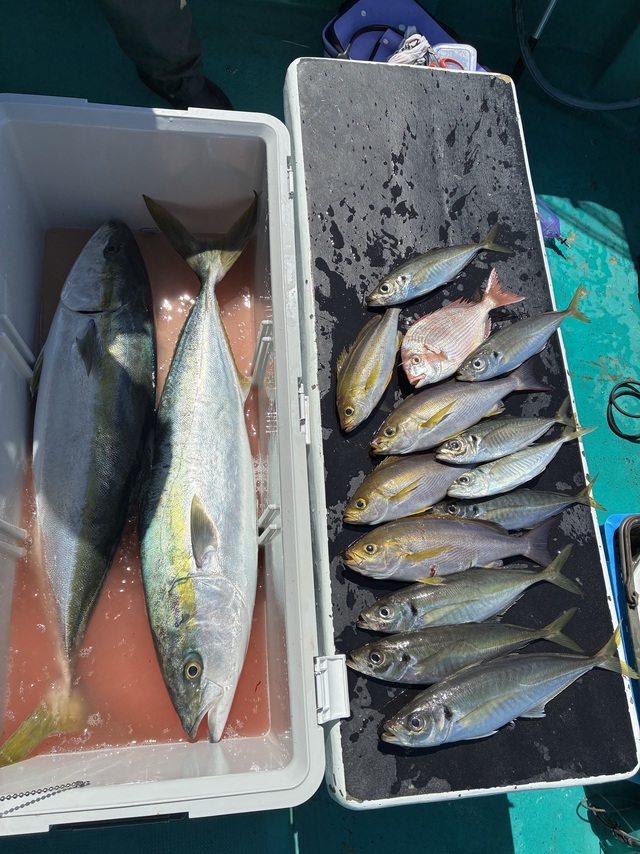 マダイ・マアジ・ブリ