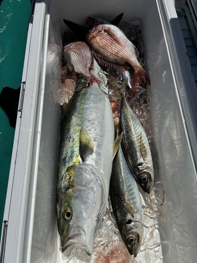 マダイ・マアジ・ブリ