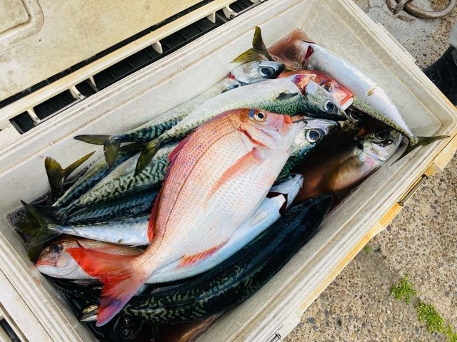 ハナダイ(チダイ)・アジ(マアジ)・サバ(マサバ)